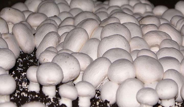 مراحل پرورش قارچ دکمه ای